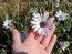 Blue-Eyed African Daisy