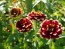 Zinnia 'Aztec Sunset Mix' 