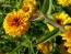 Zinnia 'Aztec Sunset Mix' 