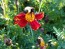 Marigold 'Scarlet Starlet'