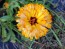 Calendula ‘Touch of Red Mix’ 