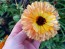 Calendula ‘Touch of Red Mix’ 
