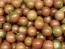 Tomato 'Chocolate Cherry' Plant