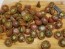 Tomato 'Chocolate Cherry' Plant