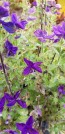 Salvia 'Blue Denim'