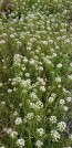 Alyssum 'Benthamii' 