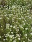 Alyssum 'Benthamii' 