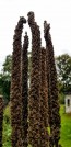 Common Mullein