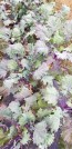 Kale 'Red Winter' Seeds (Certified Organic)