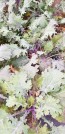 Kale 'Red Winter' Seeds (Certified Organic)