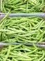 Snap Bean 'Blue Lake Pole' 
