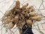 Dahlia 'Puffy Red' Tubers - Shipping 2025 Spring - Harvested on our Farm - USDA Certified Organic