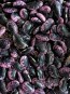 Scarlet Runner Bean