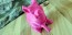 Pig 3D Printed Planter
