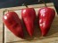 Hot Pepper ‘Chilhuacle Rojo' Seeds (Certified Organic)