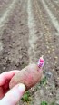 Certified Organic French Fingerling Seed Potatoes - 2020 Spring - Harvested on our Farm 