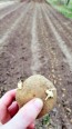 Certified Organic Yellow Finn Seed Potatoes - 2020 Spring - Harvested on our Farm