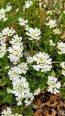 Candytuft, White Seeds (Certified Organic)