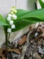 Lily of the Valley Seeds (Certified Organic)