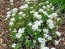 Candytuft, White Seeds (Certified Organic)