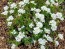 Candytuft, White Seeds (Certified Organic)