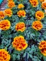 Marigold 'Bonanza Flame' 