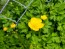 Creeping Buttercup Seeds (Certified Organic)