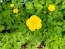 Creeping Buttercup Seeds (Certified Organic)