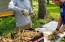 Dahlia 'Puffy Red' Tubers - Shipping 2025 Spring - Harvested on our Farm - USDA Certified Organic