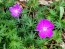 Hardy Geranium AKA Bloody Cranesbill Seeds (Certified Organic)