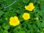 Creeping Buttercup Seeds (Certified Organic)