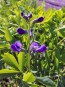 Blue Wild Indigo AKA Baptisia 