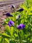 Blue Wild Indigo AKA Baptisia 