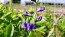 Blue Wild Indigo AKA Baptisia 