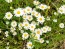 German Chamomile Seeds (Certified Organic)