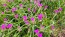 Spiderwort AKA Spider Lily, Pink Seeds (Certified Organic)