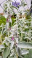 Lamb's Ear 