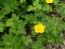 Creeping Buttercup Seeds (Certified Organic)