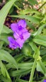 Spiderwort AKA Spider Lily, Purple