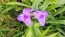 Spiderwort AKA Spider Lily, Purple