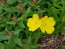 Narrow-Leaved Sundrops Seeds (Certified Organic)