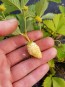 Alpine Strawberry 'White Soul' 