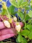 Alpine Strawberry 'White Soul' 