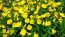 Narrow-Leaved Sundrops Seeds (Certified Organic)