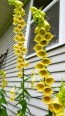 Small Yellow Foxglove