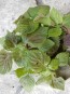 Green-Purple Shiso 