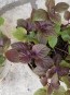 Purple-Red Shiso