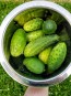 Cucumber 'National Pickling' Plants (6PK)