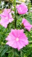 Tree Mallow 'Rosea' 