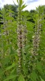 Common Motherwort Seeds (Certified Organic)